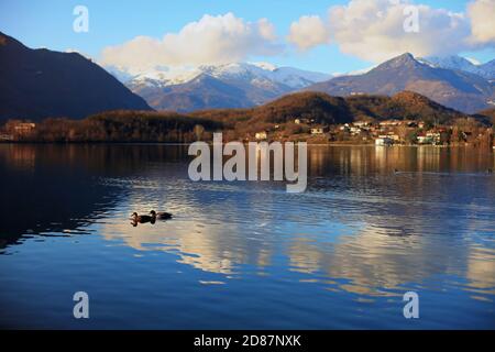 Two ducks swim at Avigliana lake in from of scenic view of Alps mounta Stock Photo