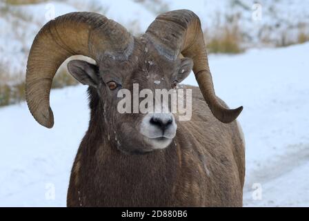 A close up portrait view of a rocky mountain bighorn sheep standing on a rural snow covered road in Alberta Canada. Stock Photo