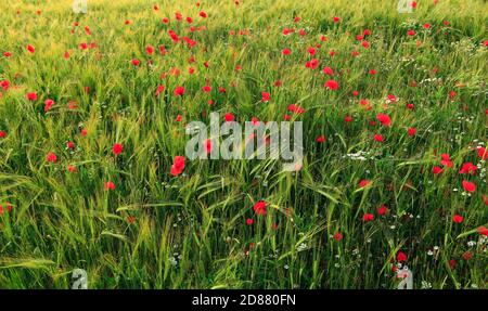 Barley, Field, red poppies, field daisies, agricultural crop, agriculture, farming,poppy, daisy Stock Photo