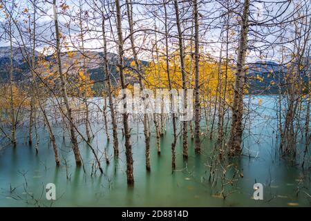 Dried Birch Branches and fallen golden foliage on the emerald green water surface. Scenery view at Abraham lake shore in autumn season. Jasper. Stock Photo