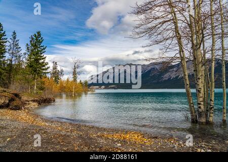 Dried Birch Branches and fallen golden foliage on the emerald green water surface. Scenery view at Abraham lake shore in autumn season. Jasper. Stock Photo