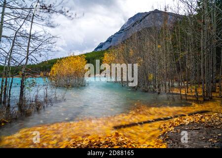 Dried Birch Branches and fallen golden foliage on the emerald green water surface. Scenery view at Abraham lake shore in autumn season. Jasper Stock Photo