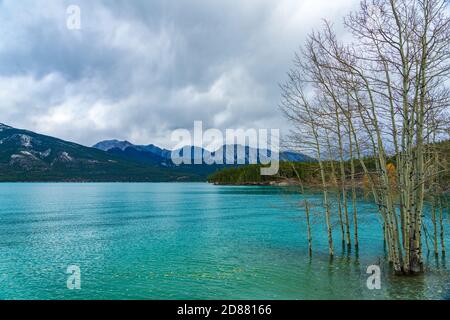 Dried Birch Branches and fallen golden foliage on the emerald green water surface. Scenery view at Abraham lake shore in autumn season. Jasper. Stock Photo