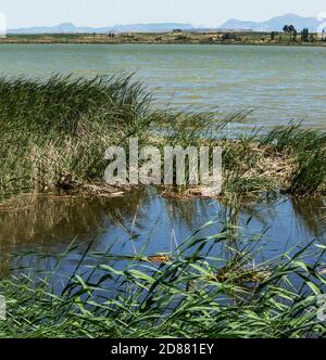 Wetland habitat In the Brenne area of central France. Stock Photo