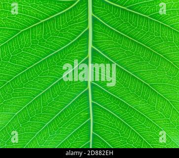Sacred fig leaf (Ficus religiosa L. , Pipal Tree, Bohhi Tree, Bo Tree, Peepul )  on white background Stock Photo