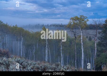 Storm clouds and fog over Grand Teton National Park with quaking aspen trees in the foreground.  Wyoming, USA. Stock Photo