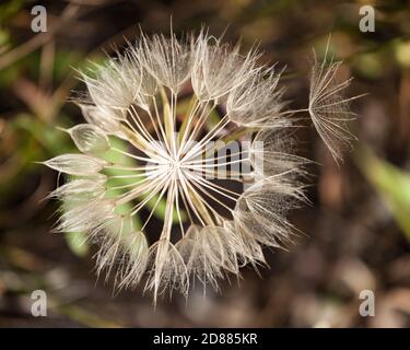 The seedhead of the Yellow Salsify or Goatsbeard in Grand Teton National Park in Wyoming, USA. Stock Photo