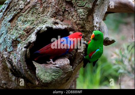 A pair of Eclectus Parrots at their nest hole - they are a male and female of the same species - although they look very different. Stock Photo