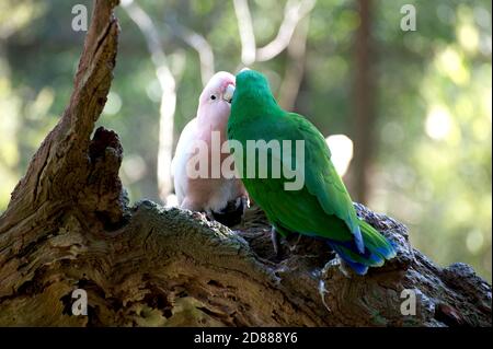 A male Eclectus Parrot and a female Major Mitchell cockatoo are getting friendly in the Great Aviary at Melbourne Zoo in Victoria, Australia. Stock Photo