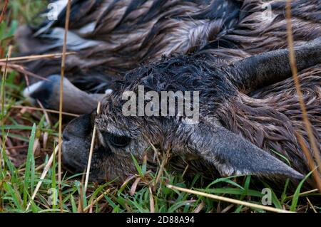Thomson Gazelle newborn Gazella thomsoni birth Masai Mara Kenya with ...