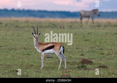 Thomson gazella in Masai mara, Kenya Stock Photo - Alamy