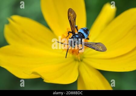 Thyreus nitidulus, commonly known as the neon cuckoo bee, is a parasitic bee of the genus Thyreus Stock Photo