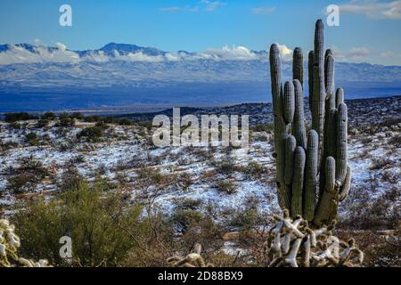 Wind blown snow coats the windward side of a saguaro over looking the San Pedro River Valley. Stock Photo