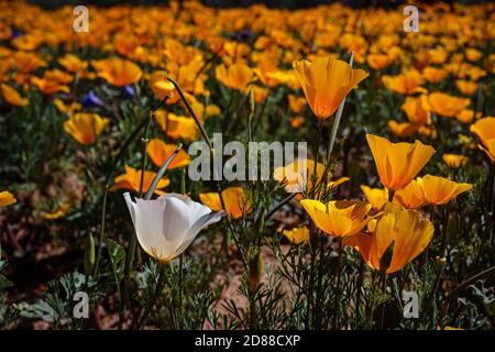 A lone white poppy stands out amongst a field of orange ones. Stock Photo