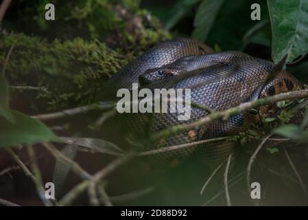 A wild green anaconda (Eunectes murinus) the worlds largest snake species at rest in Cuyabeno wildlife reserve in the Ecuadorian Amazon. Stock Photo