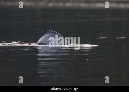 A river dolphin swims through the freshwater rivers in Cuyabeno wildlife reserve in Ecuador. Stock Photo