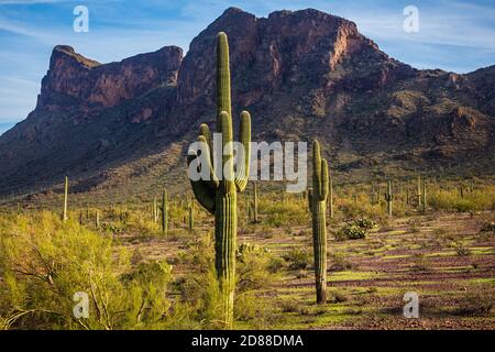 Patches of grass emerge in the Sonoran Desert in early Spring at Pichacho Peak State Park near Tucson, Arizona. Stock Photo