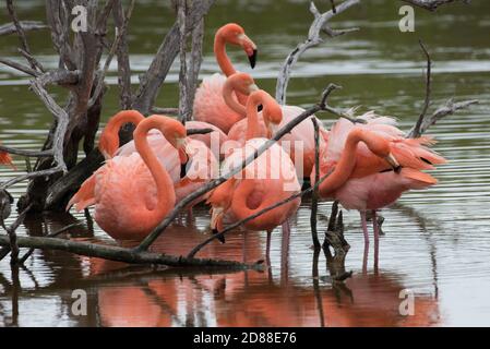 A flock of wild flamingos (Phoenicopterus ruber) from Isabela island in the Galapagos islands National Park in Ecuador. Stock Photo