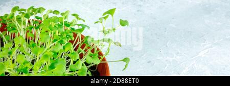 Micro greens in a pot panorama with a place for text, fresh sprouts Stock Photo