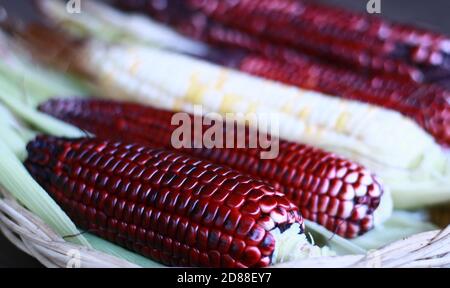 Red waxy corn or glutinous corn on wood background. Stock Photo