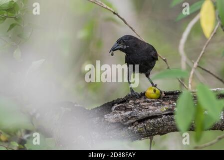 A common cactus finch (Geospiza scandens) pecking a hole in a fruit to eat the insides in the Galapagos islands National park in Ecuador. Stock Photo