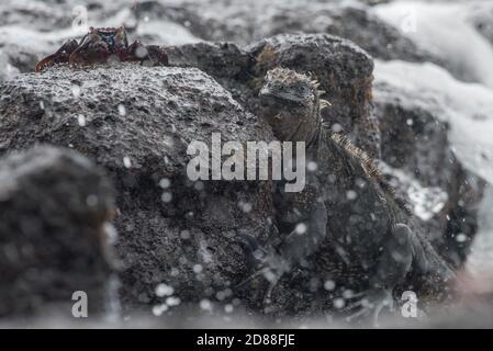 A marine iguana (Amblyrhynchus cristatus) scraping algae off the rocks in the tidal zone of Galapagos National Park, Ecuador. Stock Photo