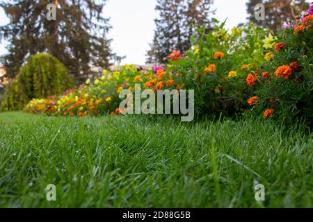Dew on the lawn in the garden, green grass and blooming flowers in the background. Morning in the park. Stock Photo