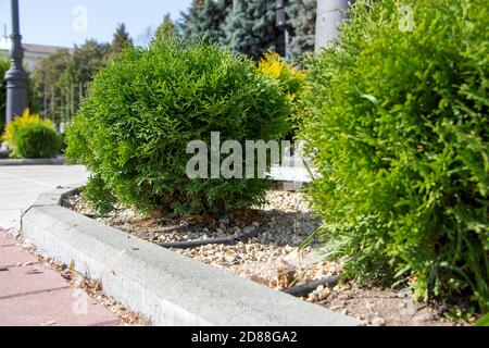 Spherical thujas grow in the park. Plants for landscaping, for parks, gardens, squares. Stock Photo