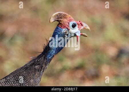 Colorful helmeted guineafowl (Numida meleagris) head portrait closeup in Kruger National Park, South Africa with bokeh background Stock Photo