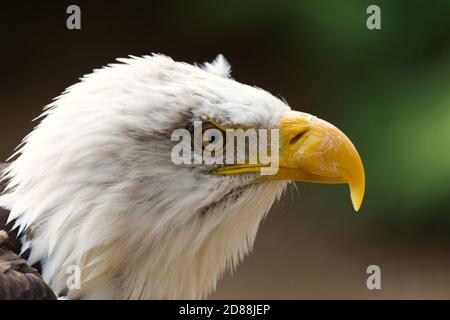 Bald Eagle close up of face side on Stock Photo