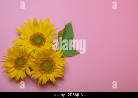 On a pink background, yellow sunflower flowers, there is a place for text. High quality photo Stock Photo