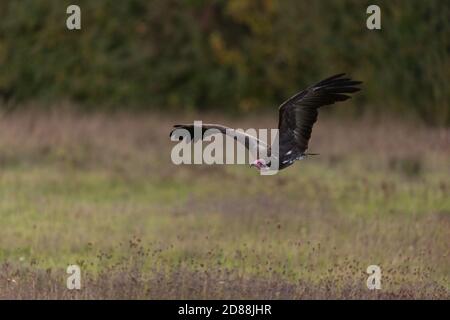 Hooded vulture in flight close up Stock Photo