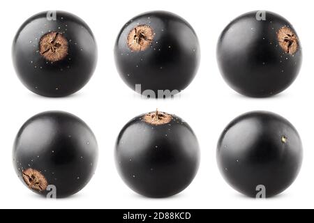 Black currant isolated on white background, clipping path, full depth of field Stock Photo