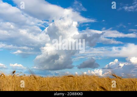 Huge Cumulus clouds over a Golden wheat field. Low horizon line. Atmospheric summer rural landscape. Ripe ears of wheat. It's going to rain soon. Stat Stock Photo