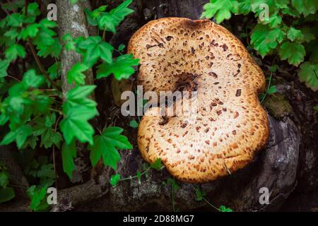 Mushroom growing on the tree trunk . Oak mazegill in the forest Stock Photo