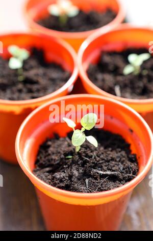Oregano seedlings after being transferred to larger pots Stock Photo