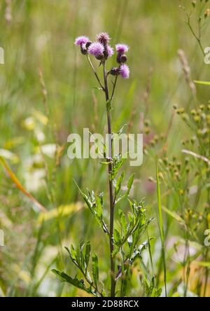 CIRSIUM ARVENSE Creeping Thistle Stock Photo