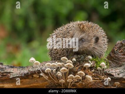 Hedgehog, (Scientific name: Erinaceus Europaeus) Wild, native, European hedgehog foraging on a log in autumn or fall with small, white toadstools. Stock Photo