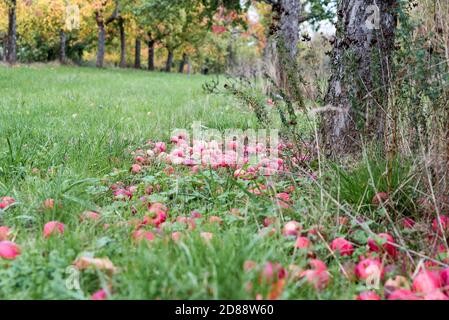 red apples rotten on ground of meadow with scattered fruit trees Stock Photo