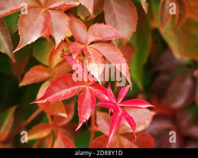 Background of red leaves during the fall season Stock Photo