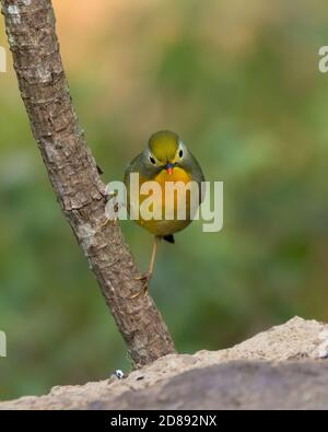 Cute little Red-billed Leiothrix (Leiothrix lutea), perched on a tree branch in the forests of Sattal in Uttarakhand, India. Stock Photo