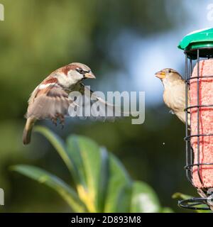 House Sparrow, Passer domesticus, in a Bedfordshire Garden, Autumn 2020, UK/ Stock Photo