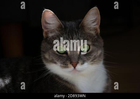 short haired cat close up Stock Photo