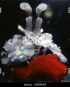 Harlequin shrimp, Hymenocera picta, feeding a starfish Stock Photo