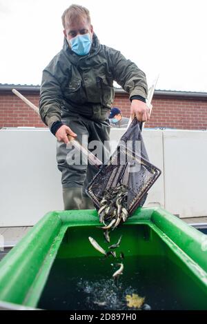 28 October 2020, Saxony-Anhalt, Zerbst/Anhalt: A helper carefully unloads young salmon from his truck into a transport container. Anglers then helped the Institute for Inland Fisheries from Potsdam-Sacrow to stock the Nuthe with 20,000 young salmon. The aim of the salmon stocking is to reintroduce the migratory fish species. The young fish are about 6 - 10 centimetres in size and will return to the Nuthe in about 4 years after their migration. Since the year 2011 salmon are proven to return to the Nuthe. Photo: Klaus-Dietmar Gabbert/dpa-Zentralbild/ZB Stock Photo