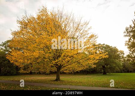 Yellow tree in the autumn season. Stock Photo