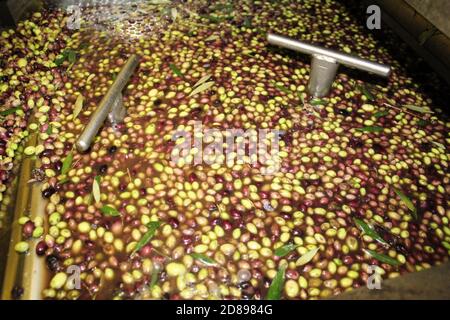 Washing olives with fresh water during extra virgin olive oil ...