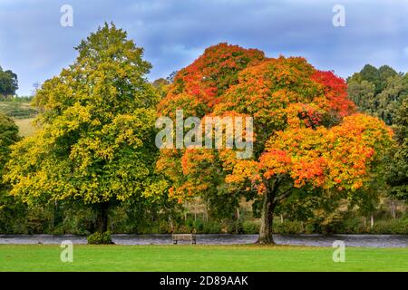 MAPLE TREE Acer IN AUTUMNAL COLOURS ON THE BANKS OF THE RIVER SPEY AT ABERLOUR Stock Photo