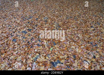 Fallen dry leaves on the ground during autumn season Stock Photo