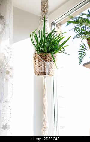 Close up handmade macrame for flowers, hanging near the window. Indoor plants, a hobby, love of plants. Home decoration concept. Stock Photo